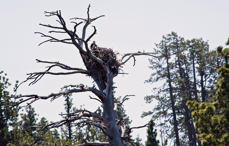 Tahoe 4-2008  232